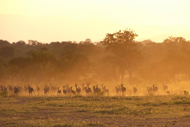 5 Days Safari to Selous & Mikumi - Day 5: Sunrise wildlife viewing and the return to Dar es Salaam