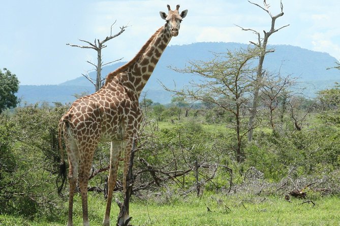 5 Days Safari to Selous & Mikumi - Group size, guides, and the feel of the trip