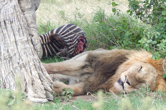 5 Days Safari to Serengeti, Ngorongoro, Tarangire from Arusha - Vehicle, group size, and guide quality