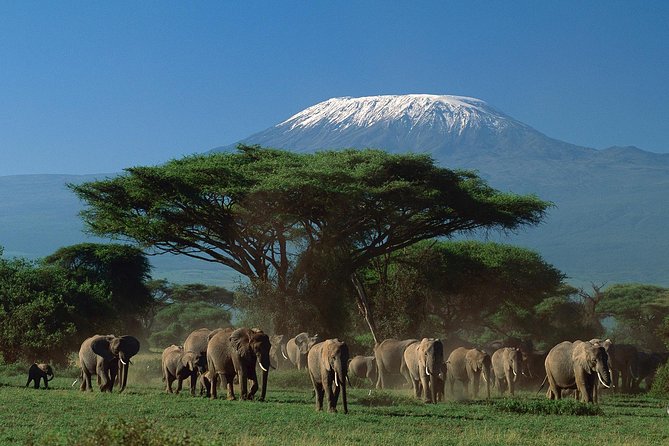 5 days Safari to Tarangire, Ngorongoro, Serengeti and Lake Manyara - Day 5: Birds, hippos, and Lake Manyara