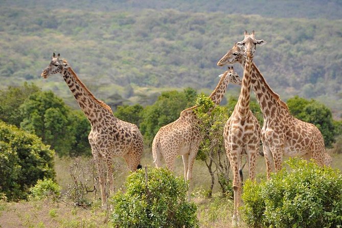 5 days Safari to Tarangire, Ngorongoro, Serengeti and Lake Manyara - Day 1: Elephants and baobabs in Tarangire