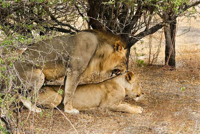 5-Days Selous Game Reserve and Mikumi National Park Tour - Day five: the long return and optional Maasai visit