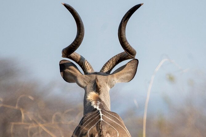 5-Days Selous Game Reserve and Mikumi National Park Tour - Day two: walking beside wildlife in Nyerere