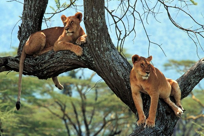 5 Days Serengeti Camping Safari - Day 3: Early wildlife viewing in the Serengeti