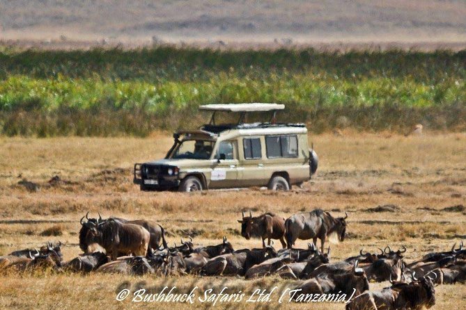 5 Days Serengeti Camping Safari - Camping, food, and the group setting