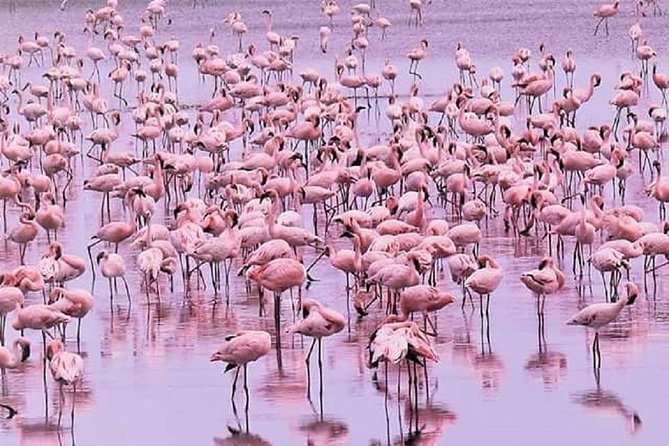 5 days serengeti, ngorongoro, tarangire & manyara lodge tour - Food is covered, but plan for the long days