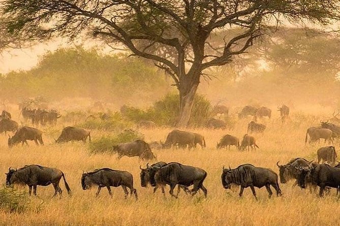 5 days serengeti, ngorongoro, tarangire & manyara lodge tour - Lake Manyara adds a shorter, greener park stop
