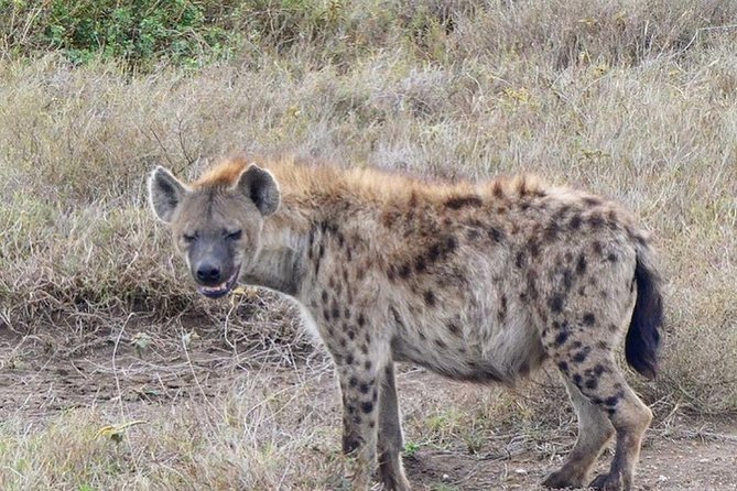 5 days Serengeti safari|Experience the great wildebeest migration - Day 4: A final Serengeti drive and Ngorongoro
