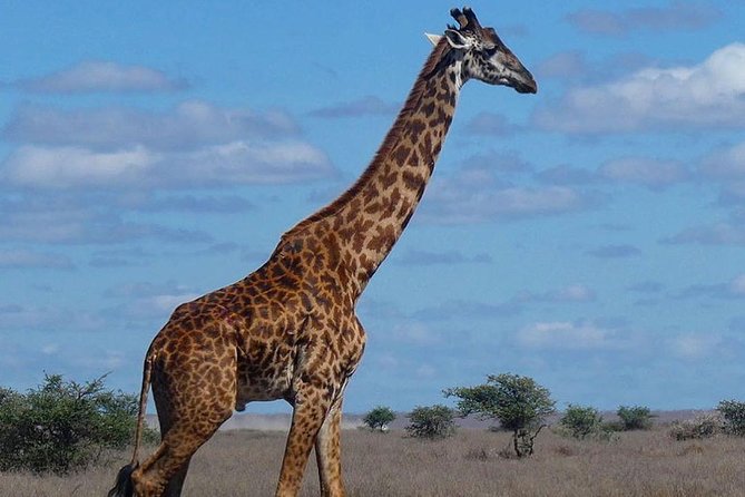 5 days Serengeti safari|Experience the great wildebeest migration - Day 5: Ngorongoro Crater before returning to Arusha