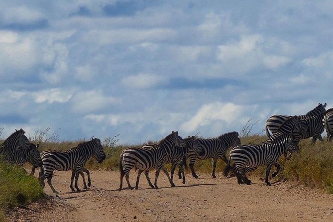 5 days Serengeti safari|Experience the great wildebeest migration - What the $3,000 price really covers