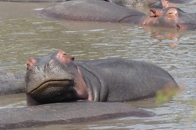 5 days Serengeti safari|Experience the great wildebeest migration - Who should book this safari?