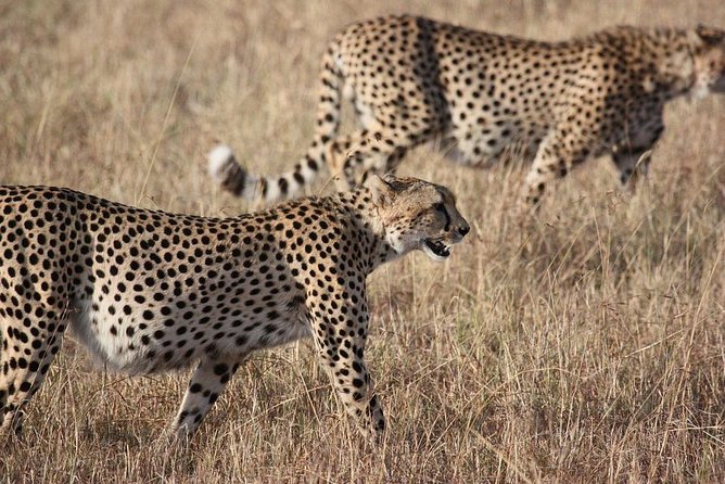 5 days Serengeti Wildebeest Migration Safari - Key points at a glance