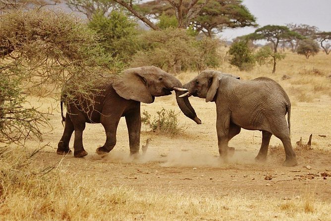 5 days Serengeti Wildebeest Migration Safari - Day one: Tarangire, Mto wa Mbu, and the first wildlife drive