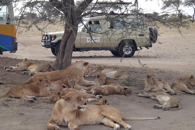 5 Days Special Safari to see migration - Key points to know before booking