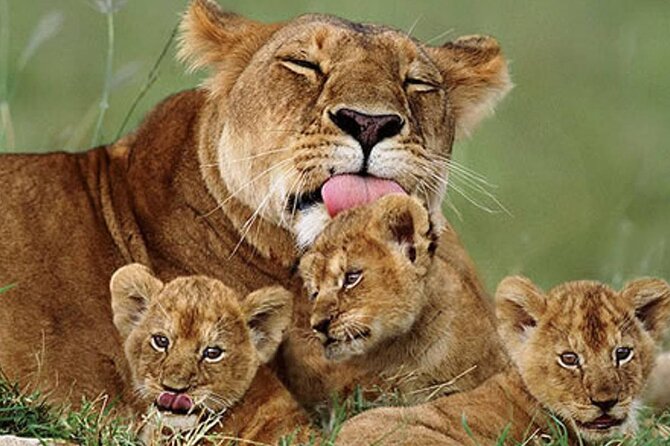 5 Days Special Safari to see migration - Day 3: A full Serengeti game-viewing day