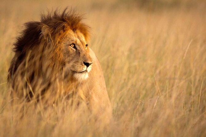 5 Days Special Safari to see migration - Day 5: Down into Ngorongoro Crater