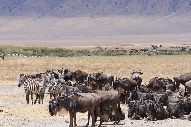 5 Days Special Safari to see migration - The guide can make or break the safari