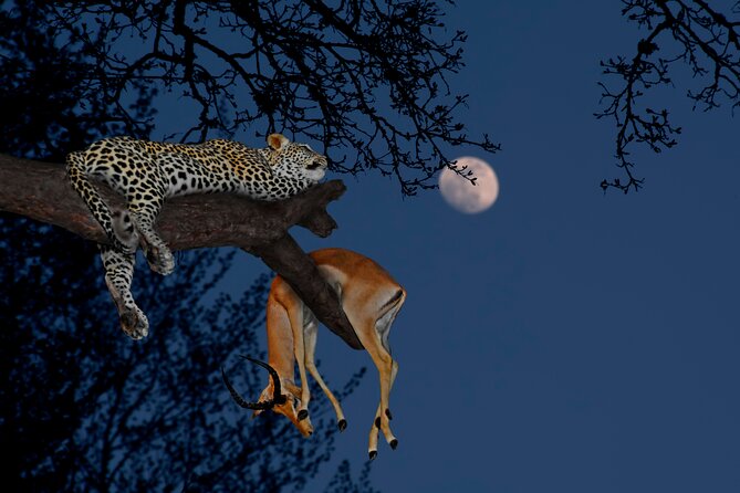 5 Days Tanzania Budget Camping Safari from Arusha - Key points at a glance