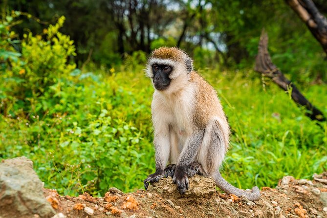 5 Days Tanzania Budget Camping Safari from Arusha - What camping is really like