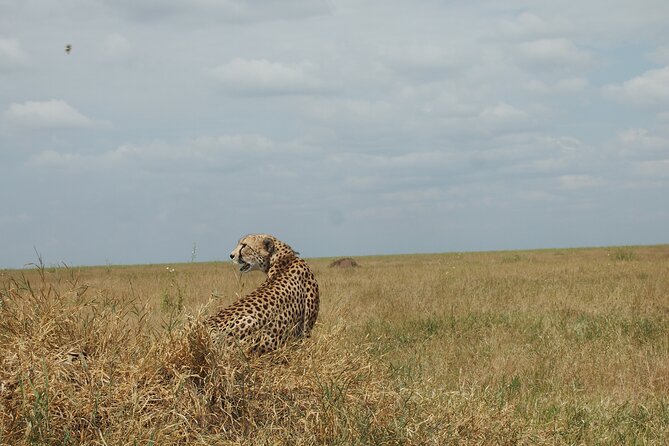 5 days Tanzania Camping Safari - Day 5: Lake Manyara and a bird-filled finish