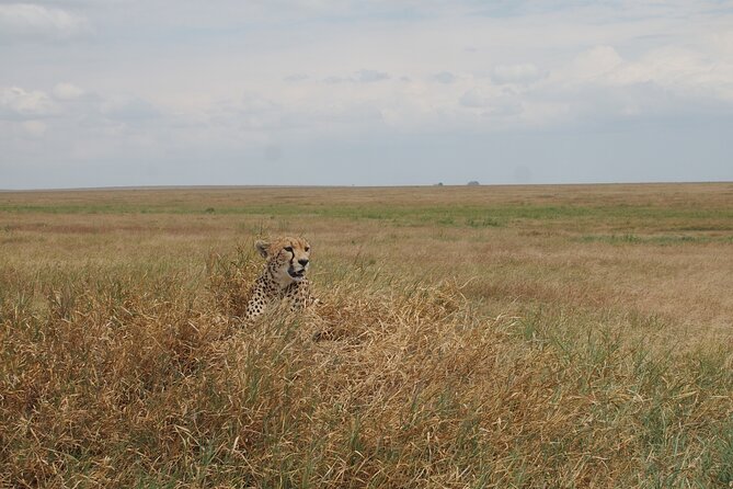 5 days Tanzania Camping Safari - The guide can shape the whole safari