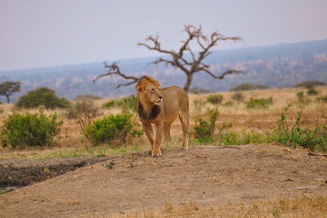 5 Days Tanzania Family Safari - Day five: the Ngorongoro Crater finale