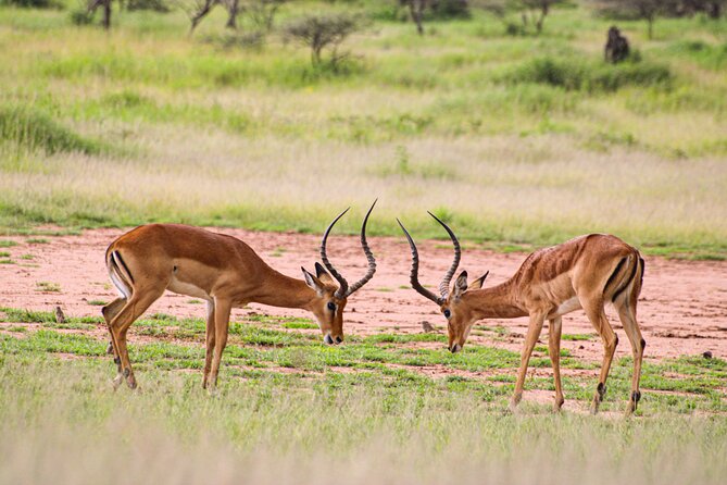 5 Days Tanzania Family Safari - Why the private vehicle matters for families