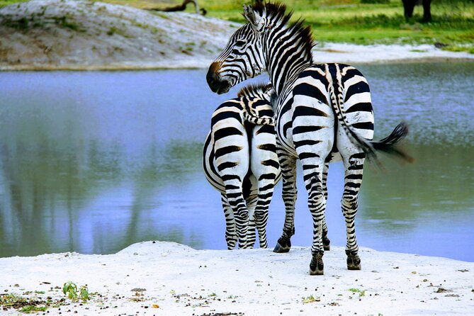 5 Days Tanzania Family Safari - Day two: leaving the highlands for the Serengeti