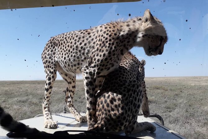 5 Days Tanzania Group Joining Safari, Tarangire/Serengeti/Ngorongoro Crater - What $1,120 buys you in five days