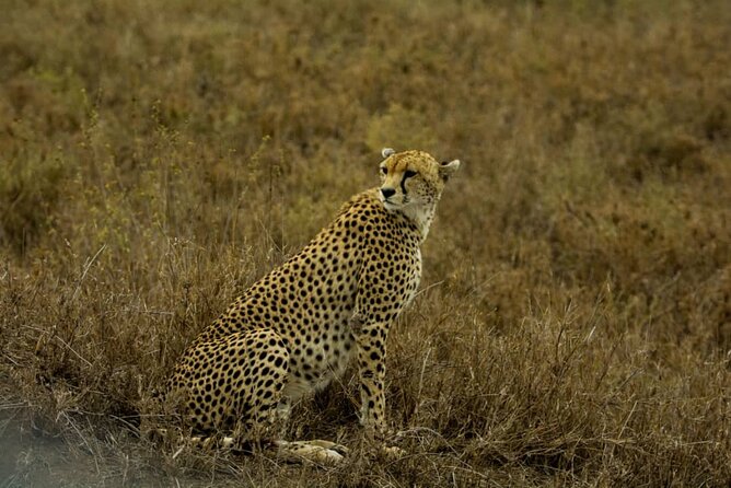 5 Days Tanzania Group Joining Safari, Tarangire/Serengeti/Ngorongoro Crater - How the camping setup affects the experience