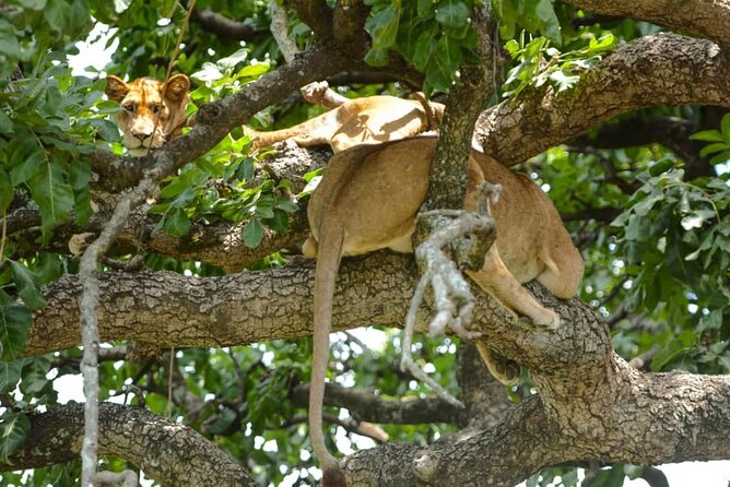 5 Days Tanzania Group Joining Safari, Tarangire/Serengeti/Ngorongoro Crater - Practical details that can save you trouble