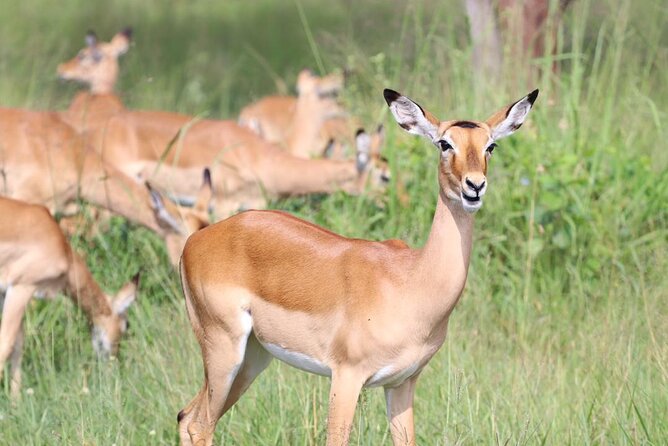 5 Days Tanzania Joining Safari with Pick Up Included Shared Tour - Day 3: A full day around Seronera