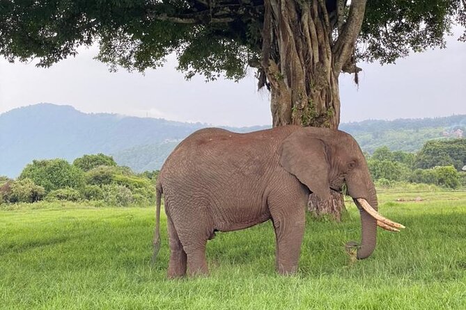 5 Days Tanzania Joining Safari with Pick Up Included Shared Tour - Day 5: Early entry into Ngorongoro Crater