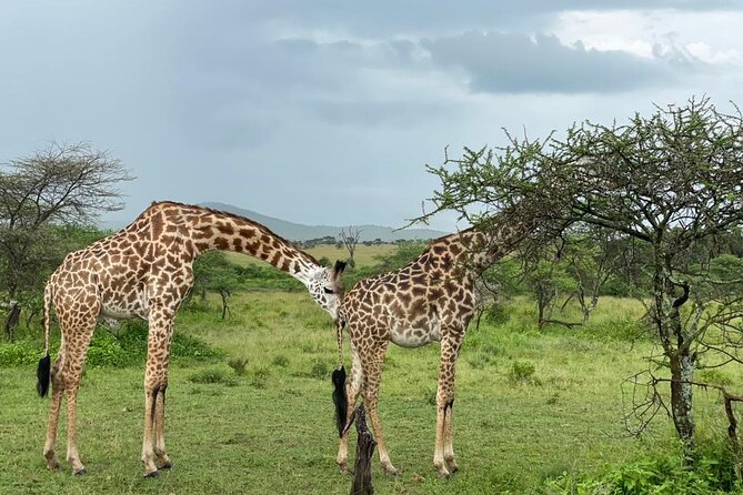 5 Days Tanzania Joining Safari with Pick Up Included Shared Tour - The guides can shape the whole experience