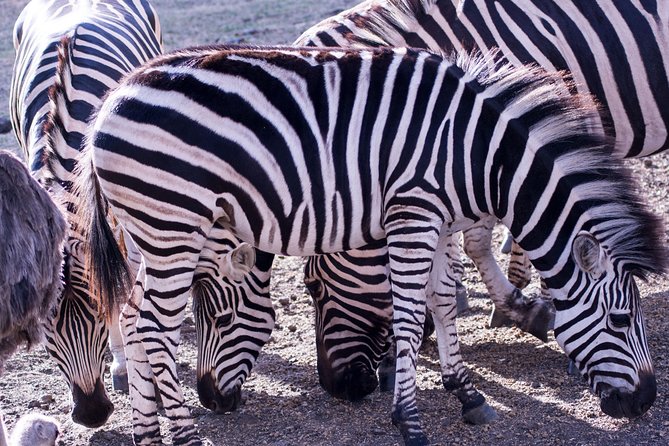 5 days Tanzania midrange lodge Private safari - Day 5: Early descent into Ngorongoro Crater