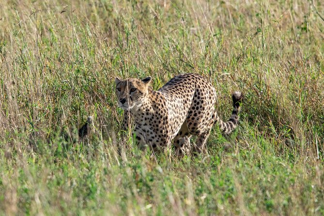 5 Days Tanzania Private Safari Tour - Day 3: A full Serengeti game drive around Seronera