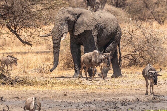 5 Days Tanzania Private Safari Tour - Day 5: Tarangire and the culture of Mto wa Mbu