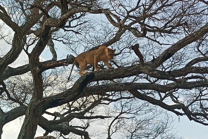 5 Days Tanzania Private Safari Tour - Day 2: Entering the Serengeti through Karatu and Ngorongoro