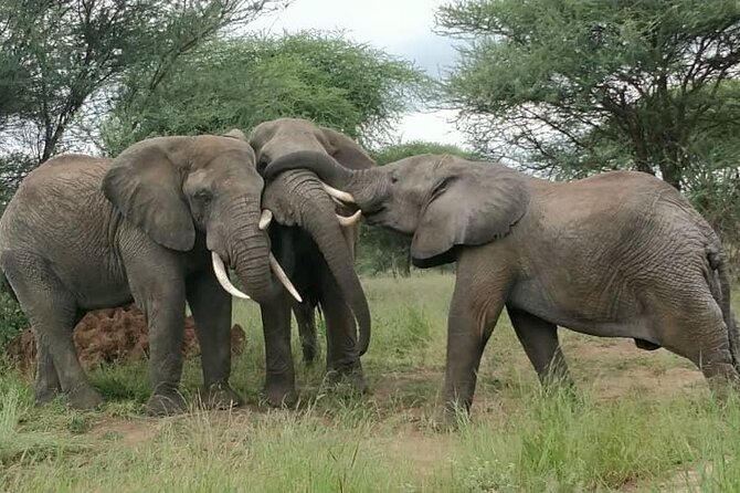 5 Days Tanzania's Wildlife Joint Safari. - Day 1: Tarangire’s elephants and baobab country