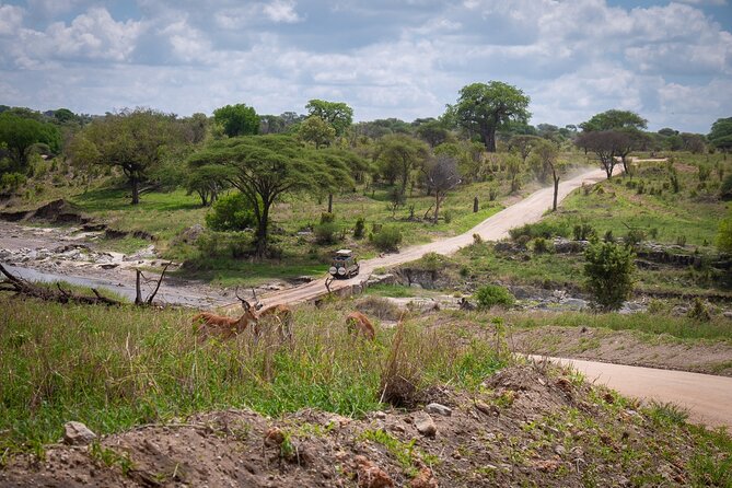 5 Days Tanzania's Wildlife Joint Safari. - Day 3: A full morning in the Serengeti
