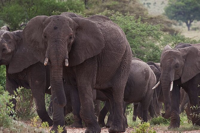 5 Days Tanzania's Wildlife Joint Safari. - Day 4: Ngorongoro Crater’s enclosed wildlife world