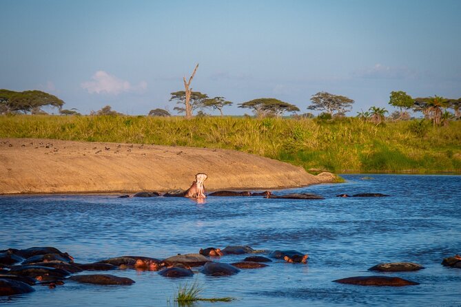 5 Days Tanzania's Wildlife Joint Safari. - Day 5: Lake Manyara and the trip back to Arusha