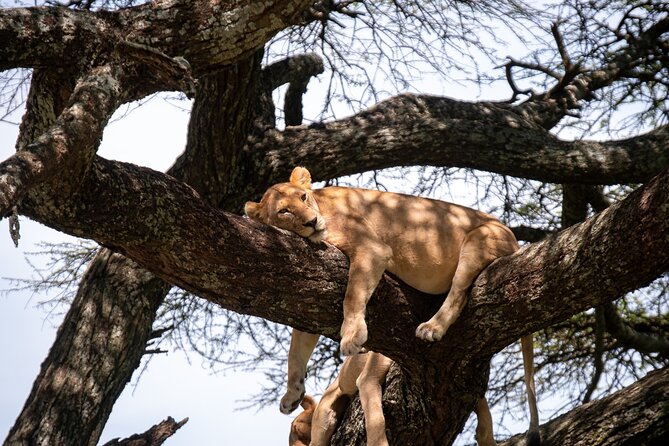 5 Days Tanzania's Wildlife Joint Safari. - Camping, food, and comfort