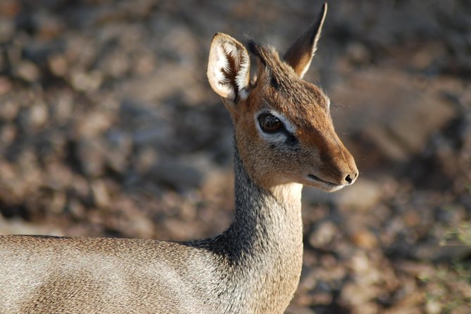 5 Days Tanzania Safari from Mwanza to Arusha - Why this Mwanza to Arusha route works