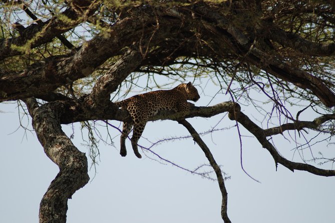5 Days Tanzania Safari from Mwanza to Arusha - Day two: a full day around Seronera