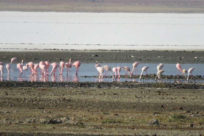 5 Days Tanzania Safari from Mwanza to Arusha - Guides, driving, and the private format