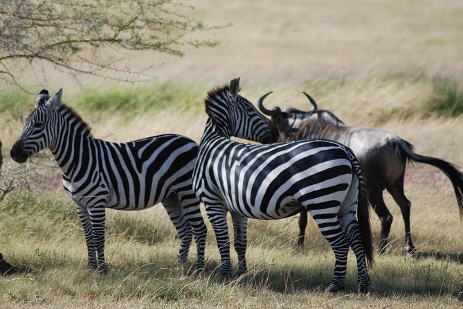 5 Days Tanzania Safari from Mwanza to Arusha - Day one: from Mwanza through Ndabaka Gate