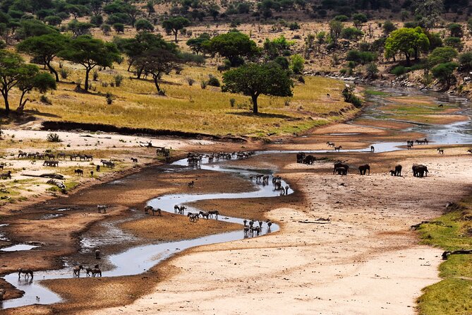 5 Days Tanzania Safari Great Wildebeest Migration - Day one: Tarangire’s elephants and baobabs