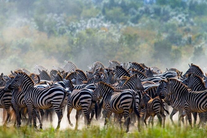 5 Days Tanzania Safari Great Wildebeest Migration - Day five: Ngorongoro Crater’s permanent wildlife