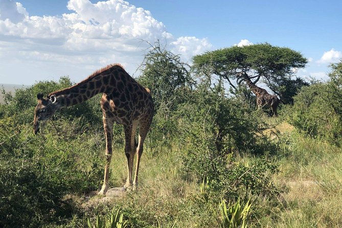 5 Days Tanzania Safari - Migration and Big 5 Safaris - Day 2: Entering the Serengeti through the highlands